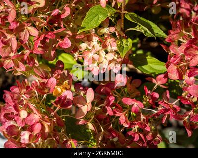 Rosa Blüten der Hydrangea 'Little Lime', die in einem britischen Garten wächst Stockfoto