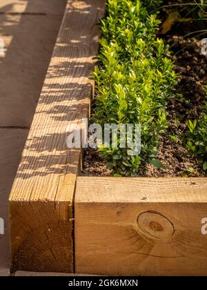 Hölzerne erhöhte Grenze mit neu gepflanzten Box Hecke in einem britischen Garten. Stockfoto