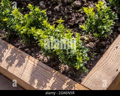 Hölzerne erhöhte Grenze mit neu gepflanzten Box Hecke in einem britischen Garten. Stockfoto