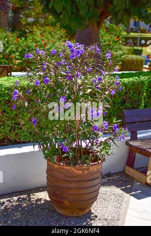 Ein großer Topf mit einem blühenden Busch an einem sonnigen Sommertag. Stockfoto