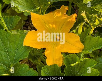 Gelbe männliche essbare Zucchini-Blume, die in einer britischen Zuteilung wächst. Stockfoto