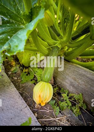 Zucchini mit gelber Blume, die über dem Holzrand eines Hochbeckens in einer britischen Zuteilung wächst. Stockfoto