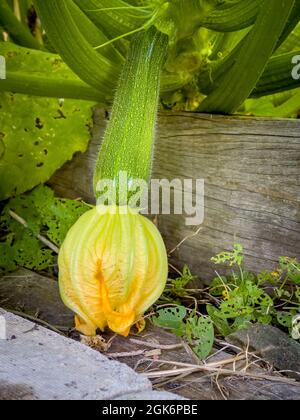 Zucchini mit gelber Blume, die über dem Holzrand eines Hochbeckens in einer britischen Zuteilung wächst. Stockfoto