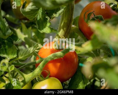tomatoes ripening on the vide in a greenhouse in a UK allotment Stockfoto