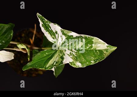 Schönes Blatt exotischer 'Syngonium Podophyllum Variegata'-Zimmerpflanze mit weißen Flecken auf schwarzem Hintergrund Stockfoto