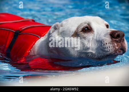 Tiere 1 Stockfoto