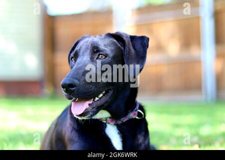 Tiere 1 Stockfoto