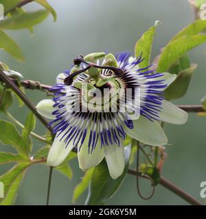 Blaue Passionsblume, Passiflora caerulea, blüht im deutschen Garten Stockfoto