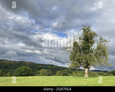 Ein Baum auf grüner Wiese vor wolkendem Himmel Stockfoto