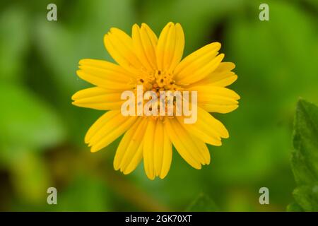 Gelbe Blumen Baum im Garten Nahaufnahme Blumenmakro Stock Foto Stockfoto