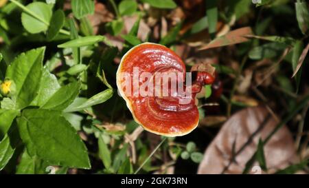 Blick auf einen Lingzhi-Pilz, der in direktem Sonnenlicht scheint.Dies ist ein Lingzhi-Pilz (Ganoderma Lingzhi), der auf natürlichem Weg im Grasland im Wald wächst Stockfoto