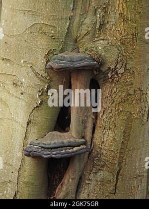 Zwei reife Fruchtkörper aus schwarzem Polyporenklammpilz, die in und über der Höhle in der reifen Buche wachsen (Fagus sylvatica) Cumbria, England, Großbritannien Stockfoto