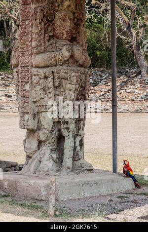 Stela an der archäologischen Stätte Copan, Honduras. Der scharlachrote Ara macao liegt in der Nähe. Stockfoto