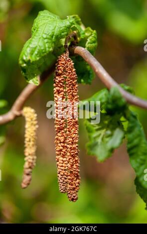 Kätzchen mit Pollen an einem Haselnussbaum (Corylus avellana) Stockfoto