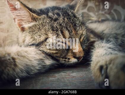 Schlafende Katze Nahaufnahme Porträt. Niedliche braun gestreifte Kätzchen machen ein Nickerchen. Schöner und fauler Kater, der sich ausruhte, lag mit geschlossenen Augen Stockfoto