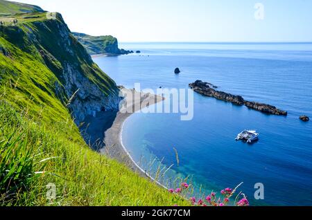 Rosa Blumen an den Klippen der Durdle Door an einem neblig sonnigen Morgen, England, United Kindgdom Stockfoto