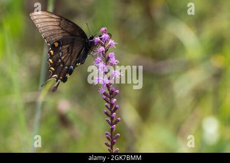 Ein östlicher schwarzer Schwalbenschwanzschmetterling steht am 9. September 2021 auf einer Wildblume im Weeks Bay Pitcher Plant Bog in Alabama. Stockfoto