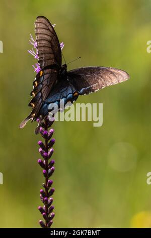 Ein östlicher schwarzer Schwalbenschwanzschmetterling steht am 9. September 2021 auf einer Wildblume im Weeks Bay Pitcher Plant Bog in Alabama. Stockfoto