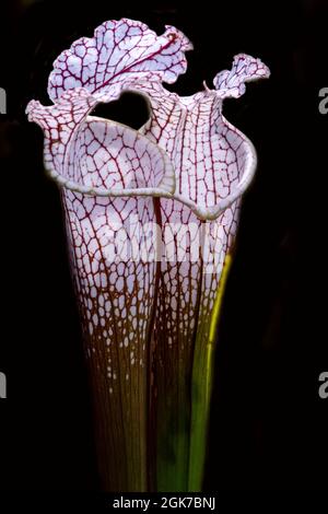 Fleischfressende Krug-Pflanzen, die in den Wochen wachsen Bay Pitcher Plant Bog in Alabama isoliert auf schwarzem Hintergrund. Stockfoto