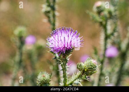 Eine blühende Distel mit rosa Blüten, in einem blühenden Feld Stockfoto