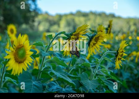 Ein wandernder Monarchschmetterling, der an einer vollständig geöffneten Sonnenblume hängt und Nektarprofil trinkt, ist an einem sonnigen Tag im Frühherbst im Schatten zu sehen Stockfoto