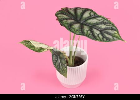 Topische 'Alocasia Baginda Dragon Scale'-Zimmerpflanze in Blumentopf auf rosa Hintergrund Stockfoto