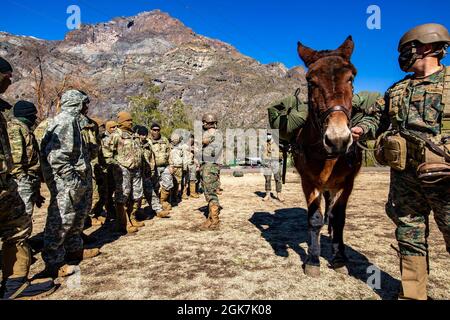 Soldaten der US-Armee, 2. Bataillon, 87. Infanterie-Regiment, 2. Brigade-Kampfteam, 10. Bergdivision, erhalten an der chilenischen Armee-Bergschule in Rio Blanco, Chile, am 26. August 2021 Anweisungen zum ordnungsgemäßen Laden eines Maultiers für die Bergabfahrt. Die Soldaten lernten die Grundlagen des kalten Wetters, der Bergkriegsführung einschließlich Überleben, Bewegung und Kampfgrundlagen im Rahmen der Southern Vanguard 2021-Übung zwischen US-amerikanischen und chilenischen Soldaten. Stockfoto