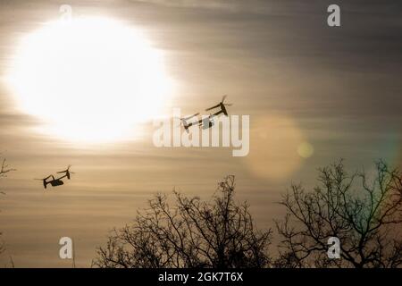 Zwei MV-22B-Ospreys fliegen über eine Baumgrenze im Bradshaw Field Training Area, NT, Australien, 29. August 2021. Die MV-22B Ospreys transportierten US-Marinesoldaten und Soldaten der australischen Armee zu einem Zielpunkt für einen Luftangriff zur Übung Koolendong. Die Übung Koolendong bestätigt die Fähigkeit der Marine Rotationstruppe – Darwins und der australischen Verteidigungskräfte, Expeditions- und Kontrolloperationen durchzuführen, was das gemeinsame Bekenntnis zur Bereitschaft zur Reaktion auf eine Krise oder eine Notlage in der Indo-Pazifik-Region demonstriert. Stockfoto