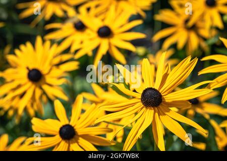 Gelbe Kegelblumen im hellen Sonnenlicht - Rudbeckia Stockfoto