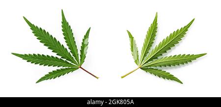 Grünes Cannabis-Sativa-Blatt isoliert auf weißem Hintergrund. Beide Seiten von frischen medizinischen Marihuana-Blättern Nahaufnahme. Hanfpflanzenblatt als Gestaltungselement. Stockfoto