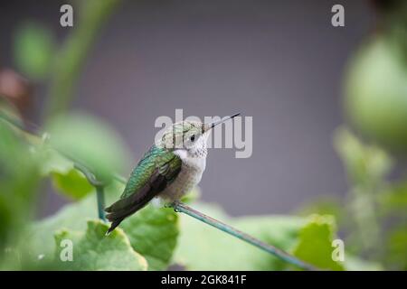 Ein kleiner rubentrühter Kolibri, der in einem Gemüsegarten steht. Stockfoto