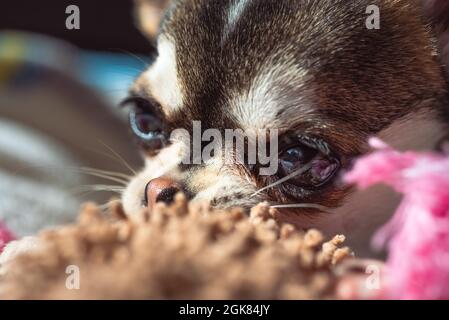 Chiwawa Chihuahua Hundewelpe Stockfoto