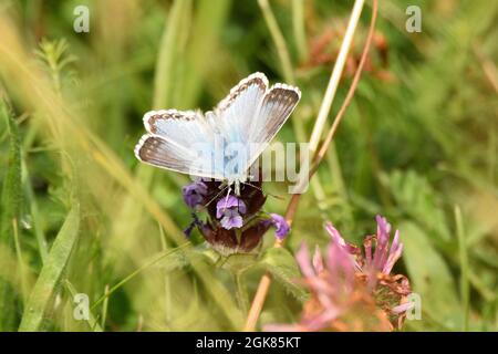 Chalkhill Blauer Schmetterling, der sich von den Blüten einer Prunella vulgaris Pflanze ernährt. Hertfordshire, England, Großbritannien. Stockfoto