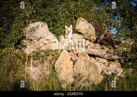 Welsh Corgi Pembroke auf einem Steinhaufen Stockfoto