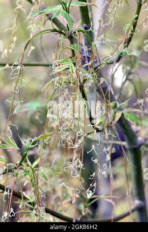 Boxelder, Boxelder Ahorn, Eschen-Ahorn, Acer negundo Flamingo, tarka levelű zöldjuhar, Ungarn, Magyarország, Europa Stockfoto