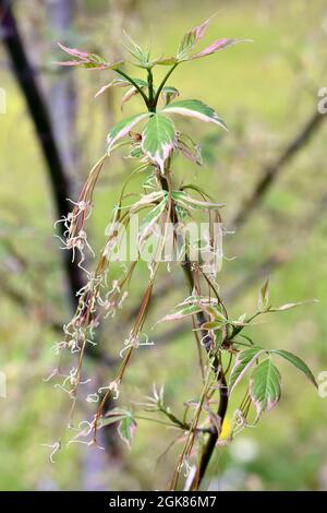 Boxelder, Boxelder Ahorn, Eschen-Ahorn, Acer negundo Flamingo, tarka levelű zöldjuhar, Ungarn, Magyarország, Europa Stockfoto