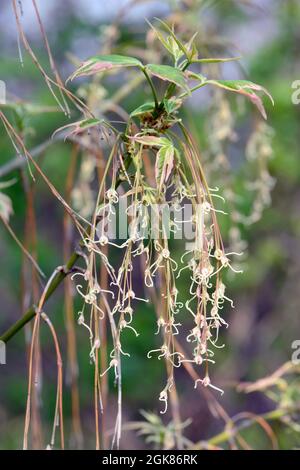 Boxelder, Boxelder Ahorn, Eschen-Ahorn, Acer negundo Flamingo, tarka levelű zöldjuhar, Ungarn, Magyarország, Europa Stockfoto