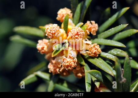 eibe, Europäische Eibe, Gemeine Eibe, Taxus baccata, Közönséges tiszafa, Ungarn, Magyarország, Europa Stockfoto