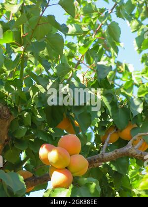 Blenheim Aprikosen wachsen auf Baumzweig Stockfoto
