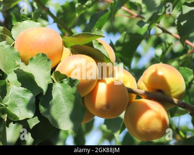 Blenheim Aprikosen wachsen auf Baumzweig Stockfoto