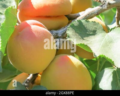 Blenheim Aprikosen wachsen auf Baumzweig Stockfoto