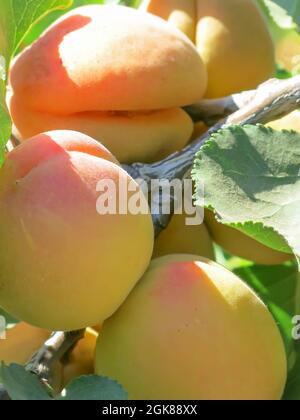 Blenheim Aprikosen wachsen auf Baumzweig Stockfoto