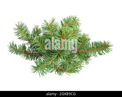 Tannenbaumzweig isoliert auf weißem Grund. Kiefernzweig. Weihnachts-Tanne. Stockfoto