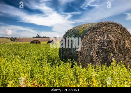 Hay-Ballen im Grünen Feld unter blauem Himmel mit Wolken Stockfoto