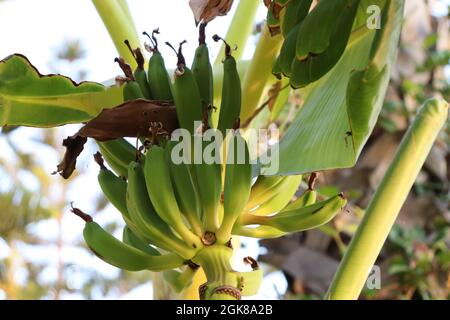 Ein Haufen grüner Bananen wächst auf einem Baum Stockfoto