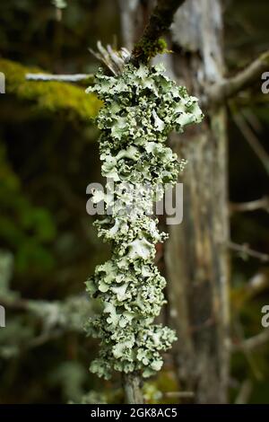 Blättrige Lichen auf Tannenzweig Stockfoto