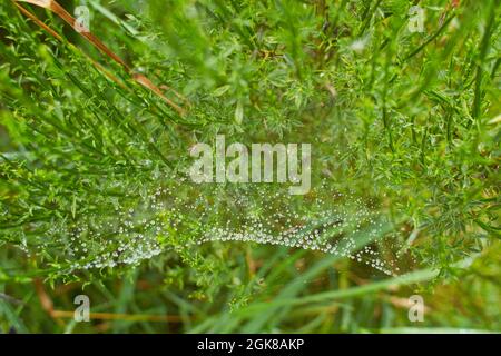 Die Spinne im Wald webt ihre starken Netze. spinnennetz im Tau. Stockfoto