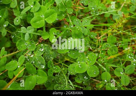 Grüner Kleeblatt-Teppich mit Tautropfen, Draufsicht. Natürlicher Hintergrund. Stockfoto