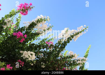 Wunderschöne rosa und weiße Bougainvillea Zweige und Blumen und blauer Himmel im Hintergrund Stockfoto
