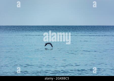 Möwen fliegen über das Meer. Bannergröße. Graue Abendlandschaft bei Sonnenuntergang. Einsame Möwe fliegt tief über dem Wasser. Selektiver Fokus. Stockfoto